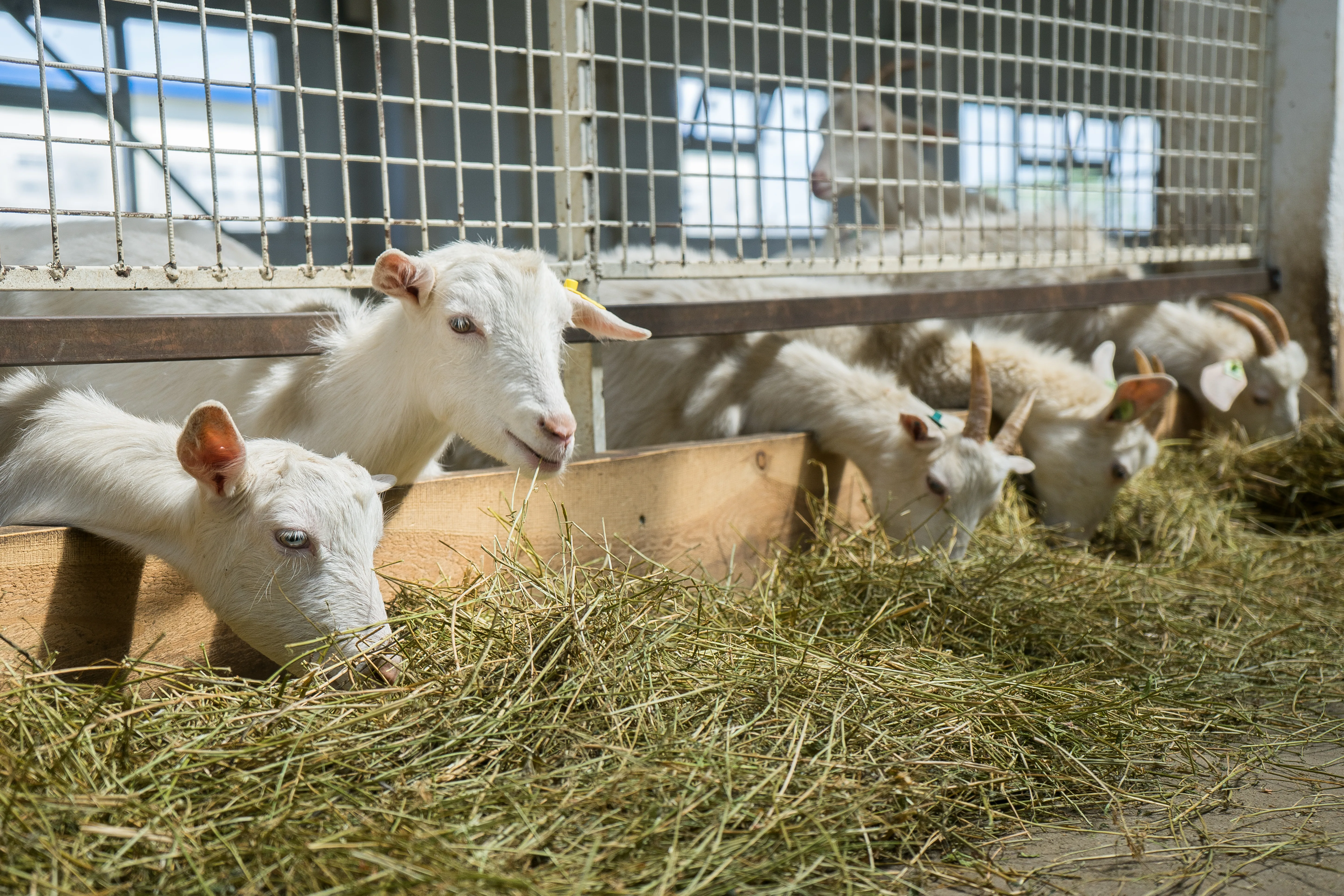 Goats feeding on hay at a farm enclosure